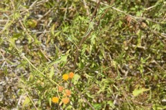 Bebbia atriplicifolia