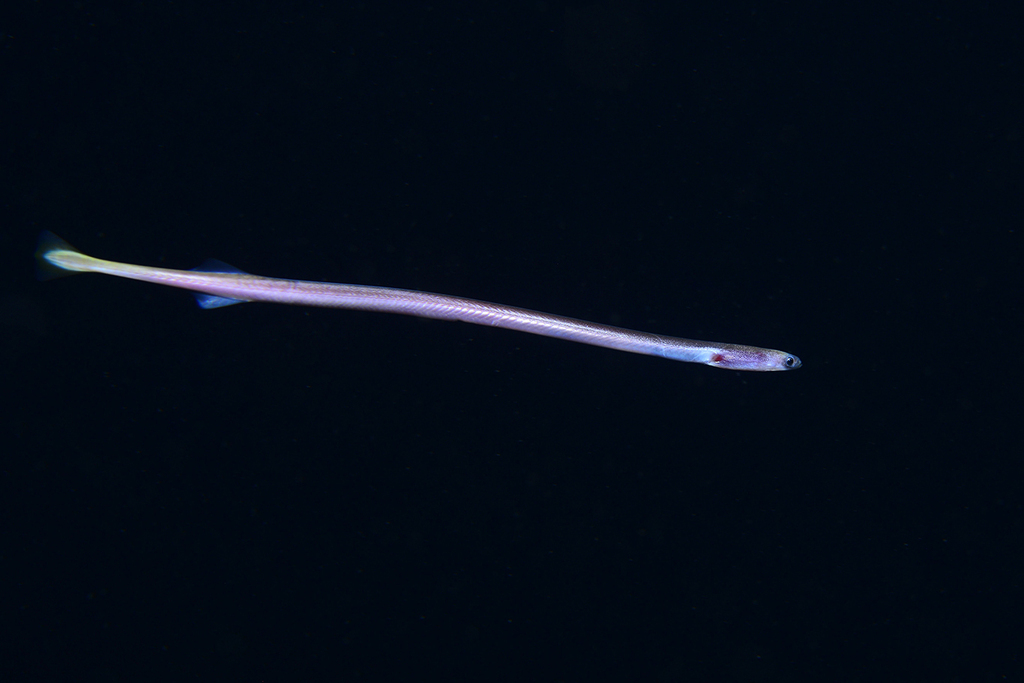 Spaghetti eel (Moringua edwardsi) — Moringuidae