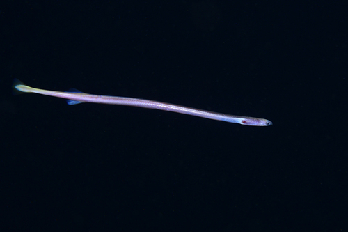 Spaghetti eel (Moringua edwardsi) — Moringuidae