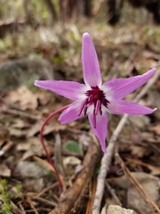 Erythronium hendersonii