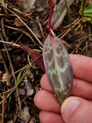 Erythronium hendersonii