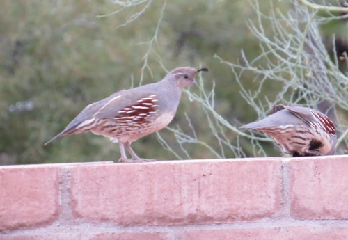 Gambel's Quail