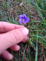 Viola adunca adunca