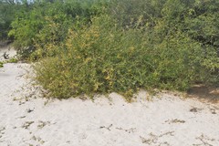 Bebbia atriplicifolia