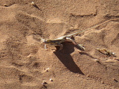 Meroles cuneirostris