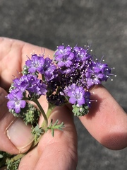 Phacelia popei