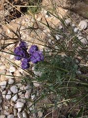 Phacelia popei