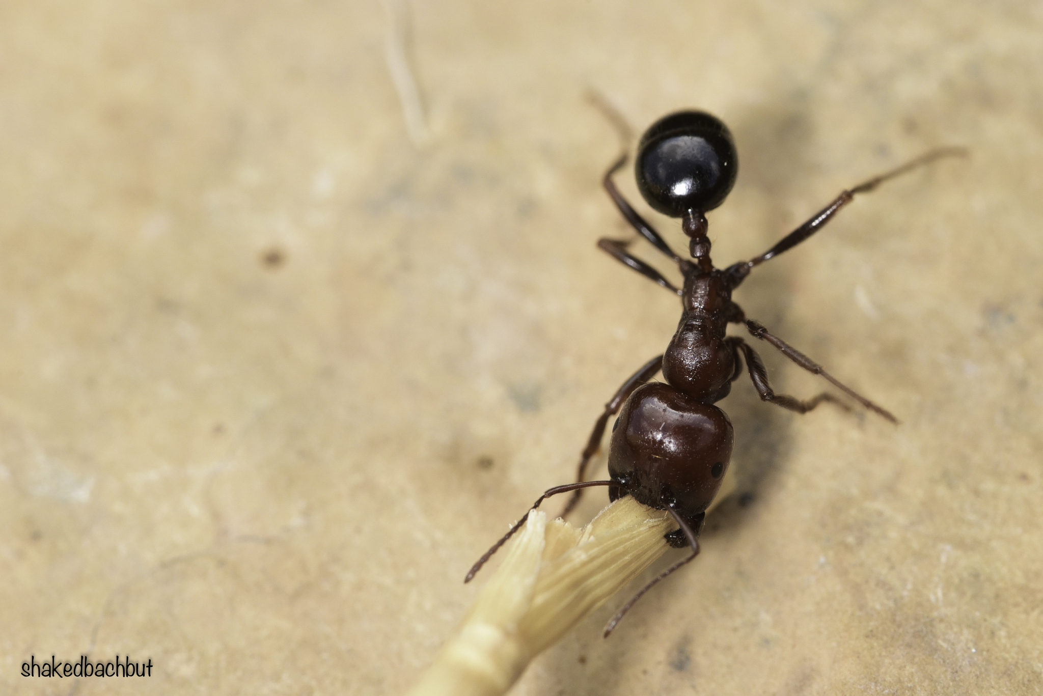 Messor dentatus