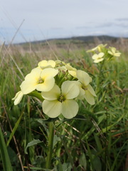 Erysimum concinnum