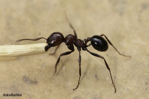 Messor dentatusMessor dentatus