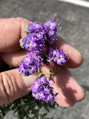 Phacelia popei