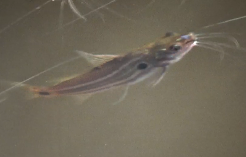 Mystus rufescens