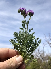 Phacelia popei