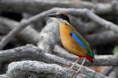 Mangrove Pitta photo 2