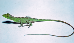 Boettger's Anole photo 2