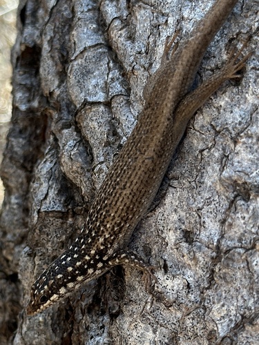 Gold-spotted Mabuya