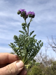 Phacelia popei