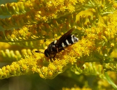 Stratiomys badia