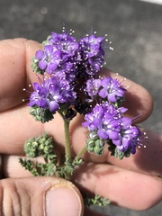 Phacelia popei