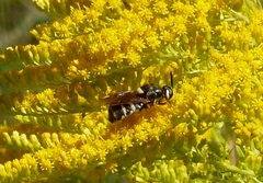 Stratiomys badia