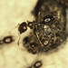 Trichomyrmex mayri - Photo 由 Shaked Bachbut 所上傳的 (c) Shaked Bachbut，保留部份權利CC BY-NC