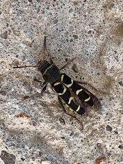 Neoclytus caprea