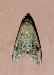 Abablemma brimleyana