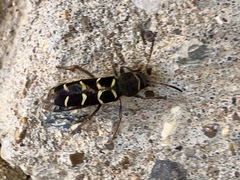 Neoclytus caprea