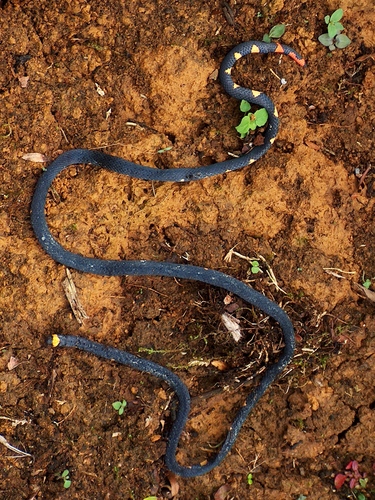 Photo of a Andean Blackback Coral Snake (Micrurus narduccii)