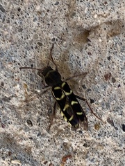 Neoclytus caprea