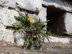 Taraxacum officinale