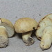 Gyroporus brunnescens - Photo (c) Roy Halling, some rights reserved (CC BY-NC), uploaded by Roy Halling