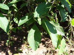 Solanum erianthum