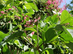 Solanum erianthum