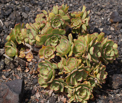 Aeonium lancerottense image