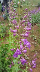 Penstemon spectabilis