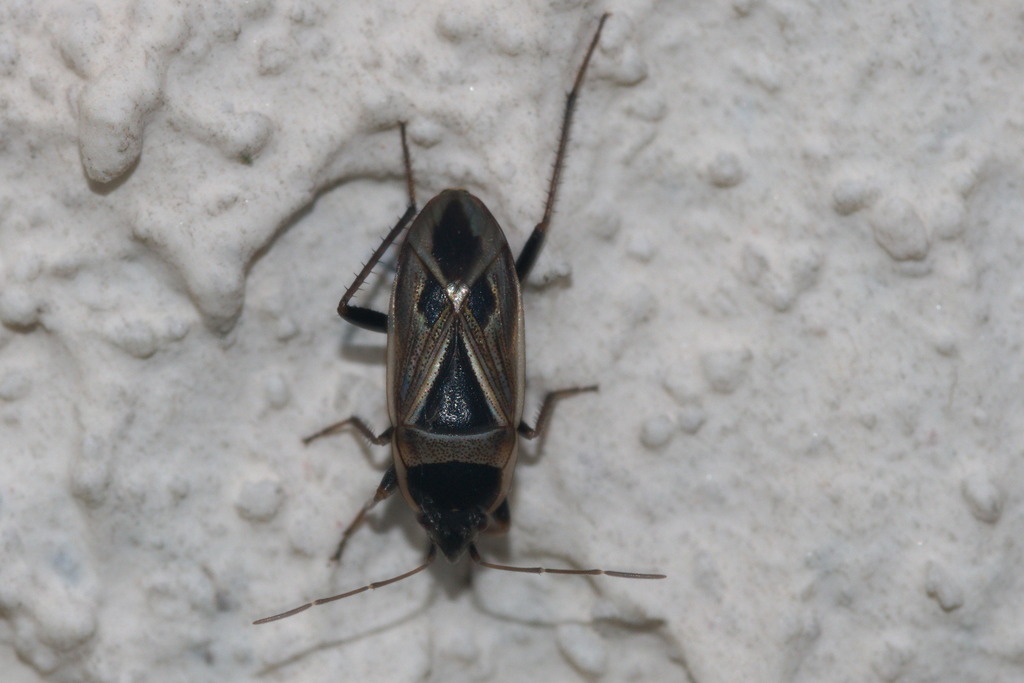 Mediterranean Seed Bug from 17450 Fouras, France on November 17, 2023 ...