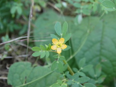 Kallstroemia californica