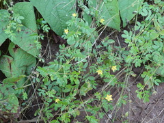 Kallstroemia californica