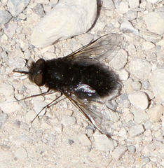 Pantarbes willistoni