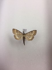 Herpetogramma thestealis