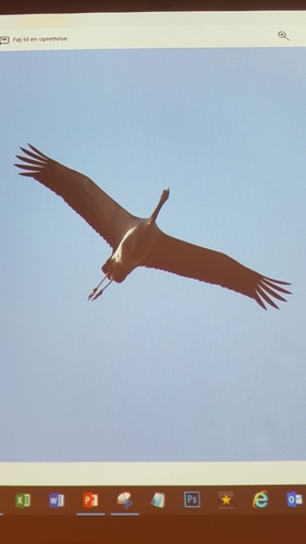 Gruidae