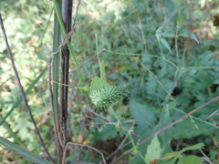 Cyclanthera dissecta