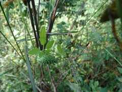 Cyclanthera dissecta