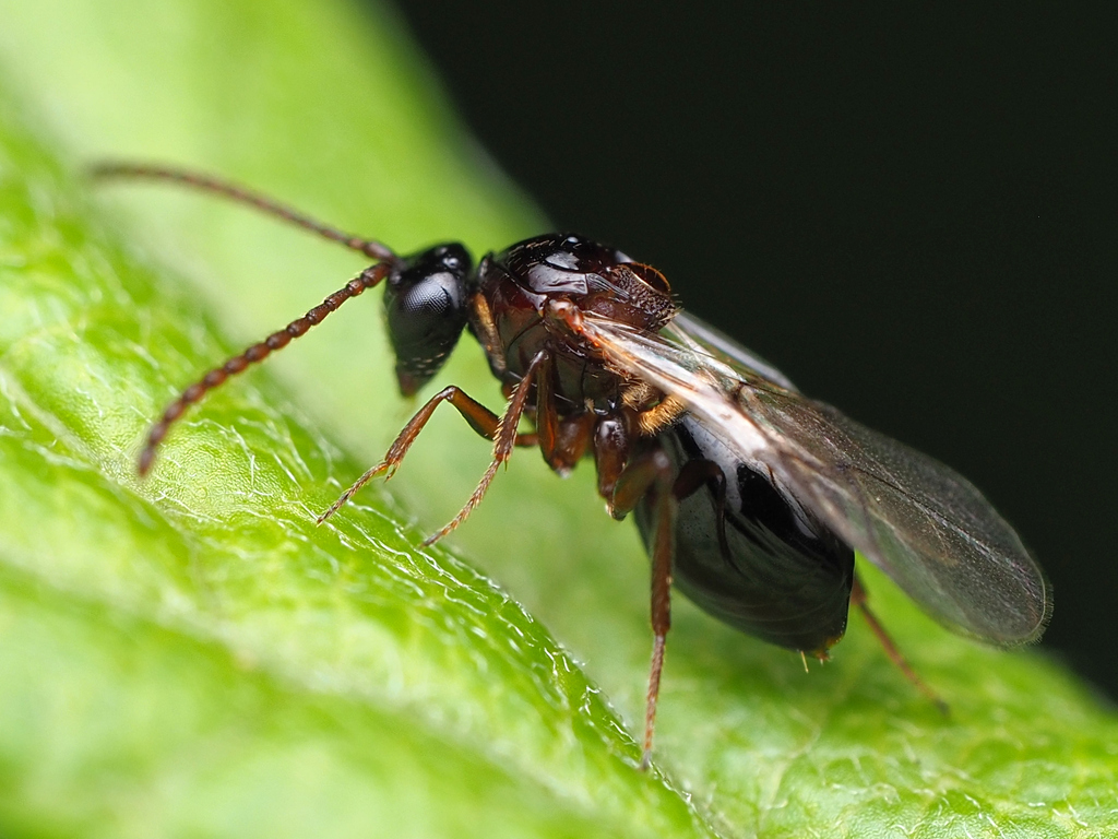 Figitidae