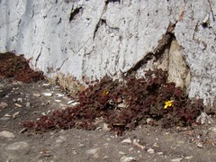 Oxalis corniculata