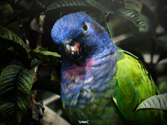 Pionus menstruus
