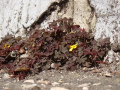 Oxalis corniculata