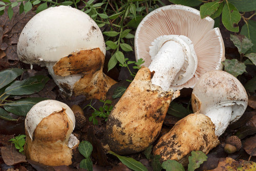 Amanita proxima — white Amanita with prominent volva, ring, and white gills characteristic of amatoxin-bearing Amanita species