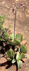 Cotyledon